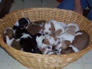 Basset Hound Puppies For Sale