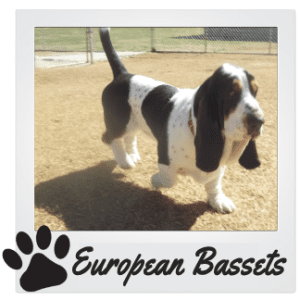 European Basset Hounds