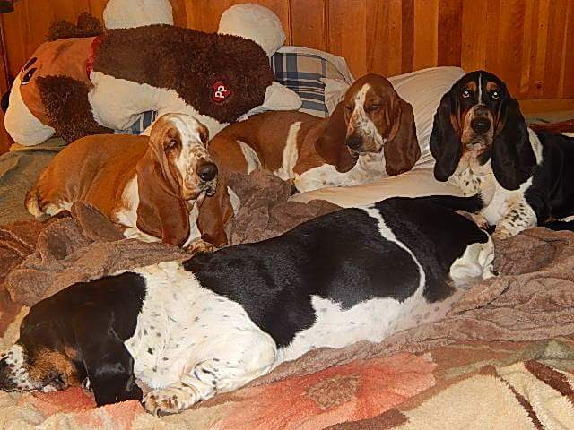 lowdown love basset hounds